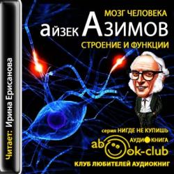 Мозг человека: строение и функции